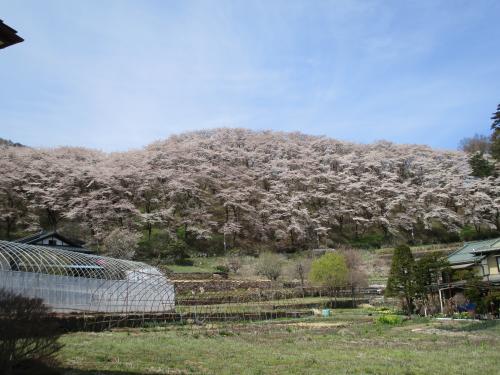 西山公園の桜の写真