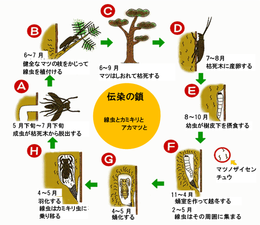 松枯れ発生のメカニズム（図：島根県HPより）の画像