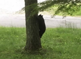 6月に市内で目撃された熊の画像