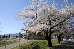 満開の桜と足湯の写真