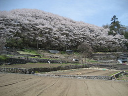 千本桜と呼ばれる桜林の画像