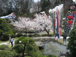 満開の桜と鯉のぼりの画像