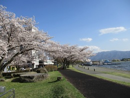 桜が満開の諏訪市湖畔公園の写真