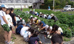 草取りの画像