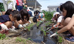 ポップコーン用のモロコシ植えの画像