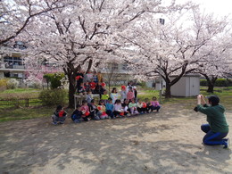 満開の桜の下で写真撮影をしたりの画像