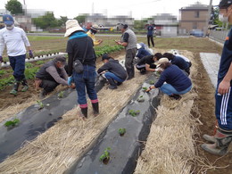 夏野菜を植えましたの画像