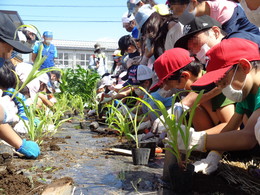 短時間でモロコシを植えましたの画像