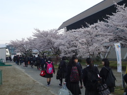 諏訪は桜が満開の画像