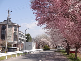 校舎と桜の画像