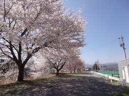 満開の桜と青空の画像