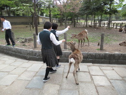 奈良公園の鹿にせんべいをあげるの画像