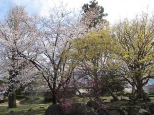高島公園の桜とサンシュユの共演