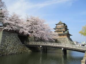 お堀からの高島城と桜の写真
