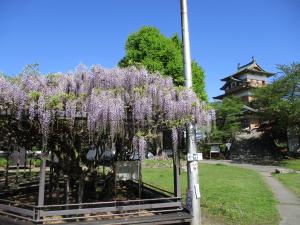 高島公園のフジの写真