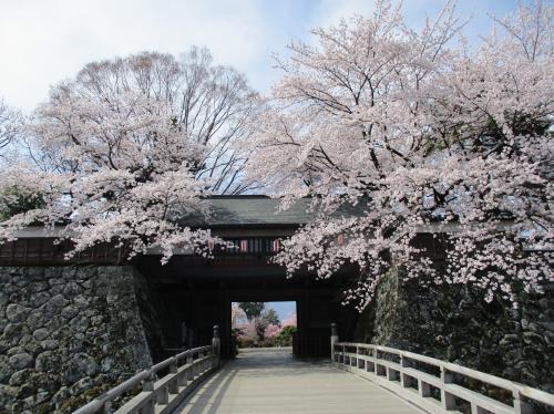 高島公園の桜の写真