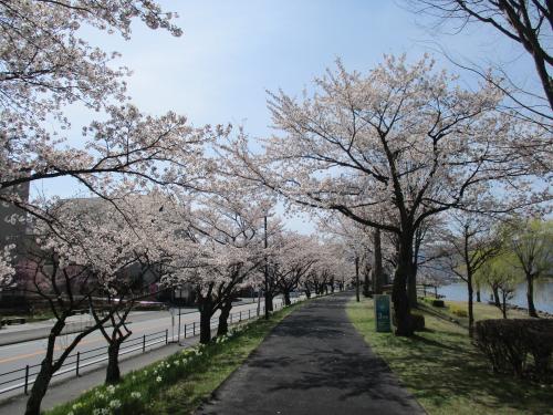 諏訪市湖畔公園の桜の写真