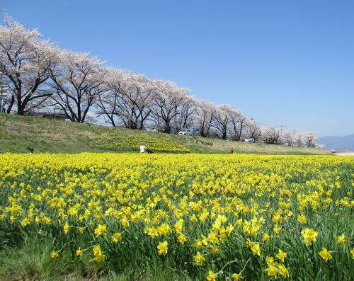 上川河川敷の桜とスイセンの写真
