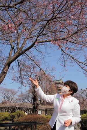 高島公園桜開花宣言