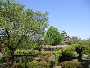 高島公園桜1
