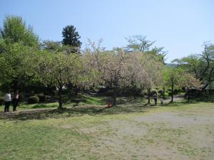 高島公園桜2