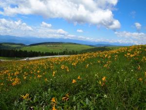 ニッコウキスゲ