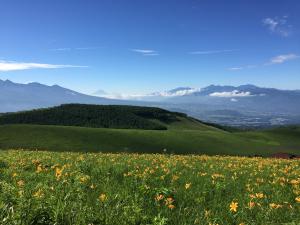 霧ヶ峰ニッコウキスゲ