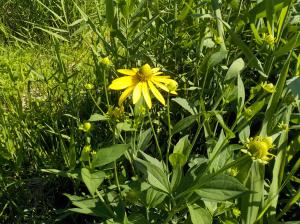 オオハンゴンソウ