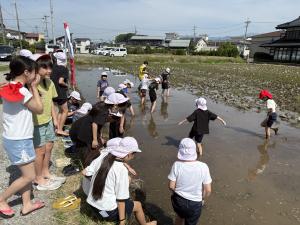 田植えの様子