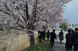 桜の下での画像