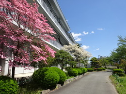 ハナミズキの花が満開の画像