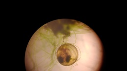 もうそろそろ孵化しそうな様子ですの画像
