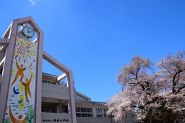 ​学校自慢の桜の画像