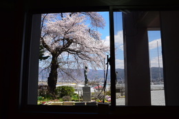 ​校長室からもきれいな桜の画像