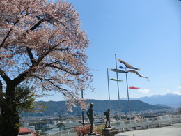 桜とこいのぼりの画像