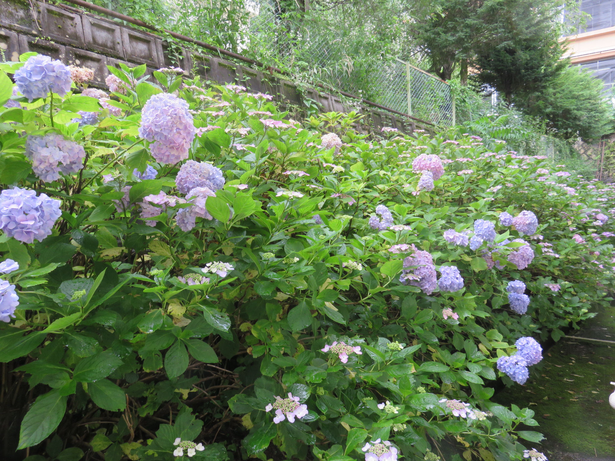 アジサイと音楽 諏訪市公式ホームページ