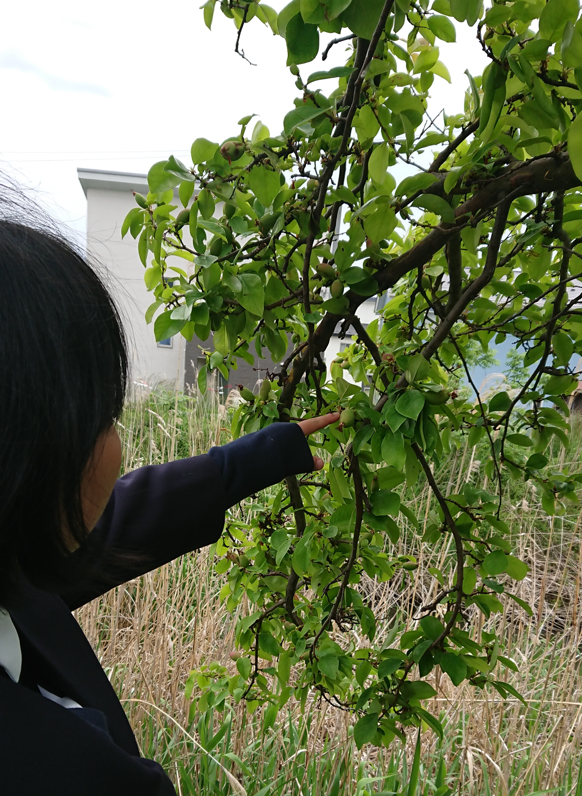 かりんの木 諏訪市公式ホームページ