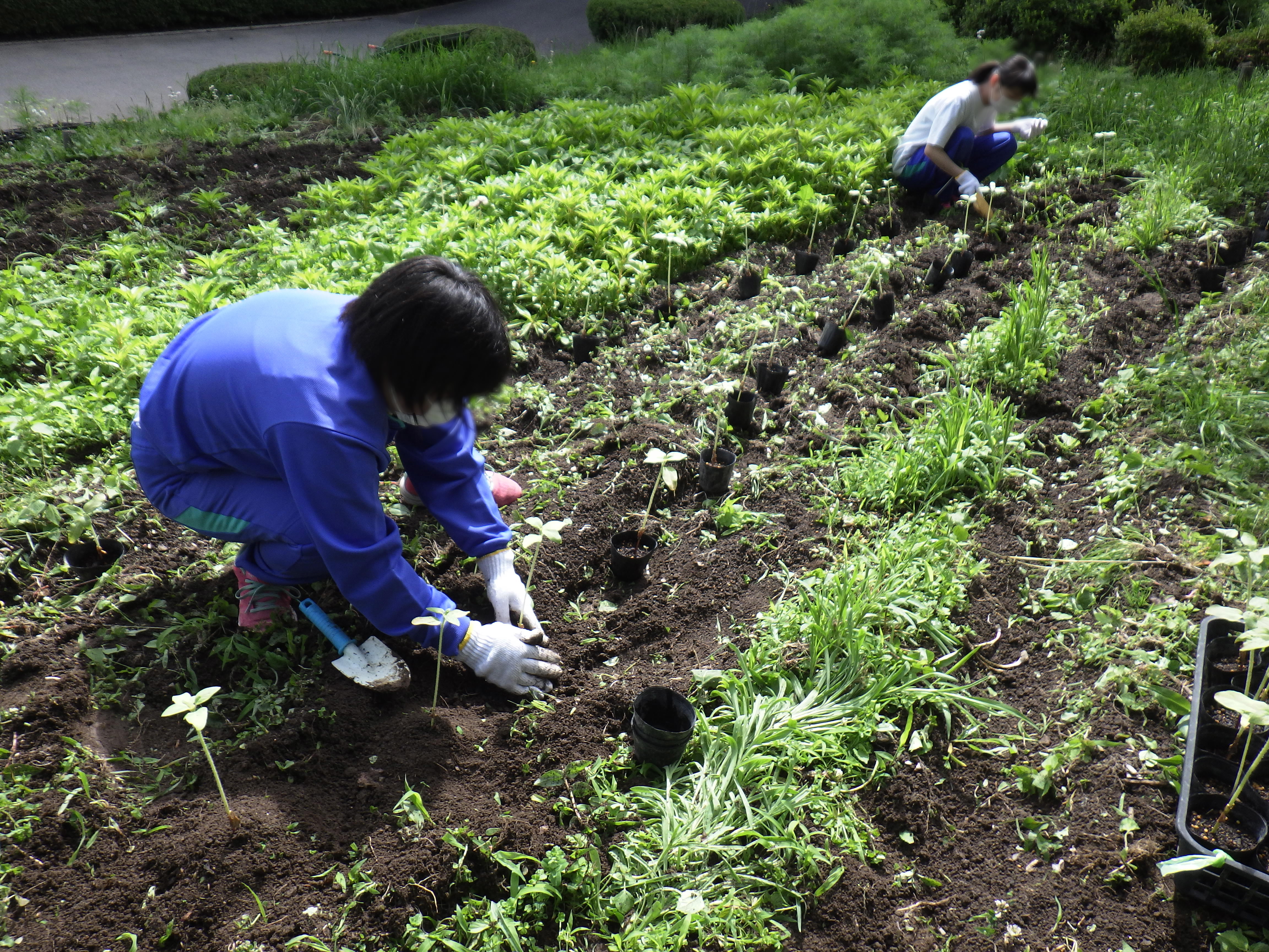 ヒマワリを植え替えました 諏訪市公式ホームページ ヒマワリを植え替えました 諏訪市公式ホームページ