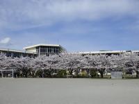 桜に包まれた校舎