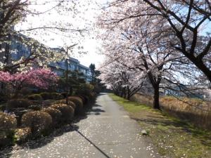 校舎横、川沿いの桜が生徒を出迎えます。