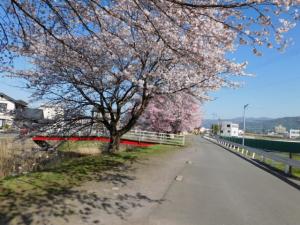 球場横の桜もきれいに咲いています。