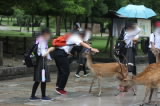 運良く雨がやんだ奈良公園で、鹿に鹿せんべいを恐る恐るあげる生徒たち