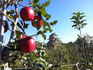 諏訪市のりんご