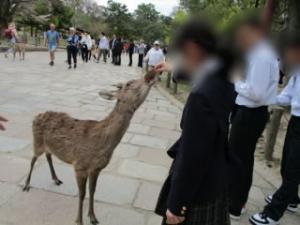 奈良公園では、鹿せんべいをあげました。鹿は首を伸ばしてせんべいにかじりついてきました。