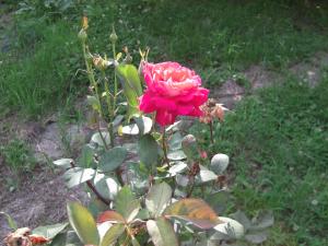薔薇