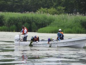 小川船着き場付近でのヒシ除去作業
