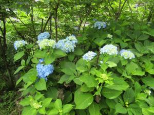 (3)紫陽花1