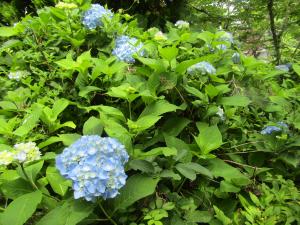 (3)紫陽花2