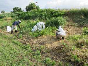 上川河川敷でのアレチウリ駆除作業